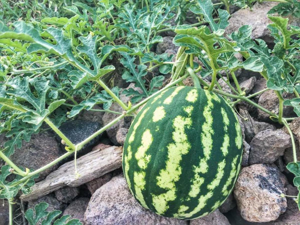 فندق وسبا أسوس أليس فارم البوتيكي Assos المظهر الخارجي الصورة